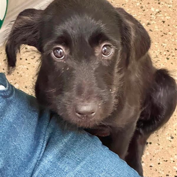 tobacco valley animal shelter photos Tobacco Valley Animal Shelter Tobacco Valley Animal Shelter |