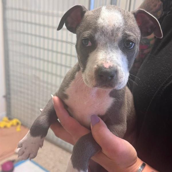 tobacco animal shelter Valley rescue dog Tobacco Valley Animal Shelter |