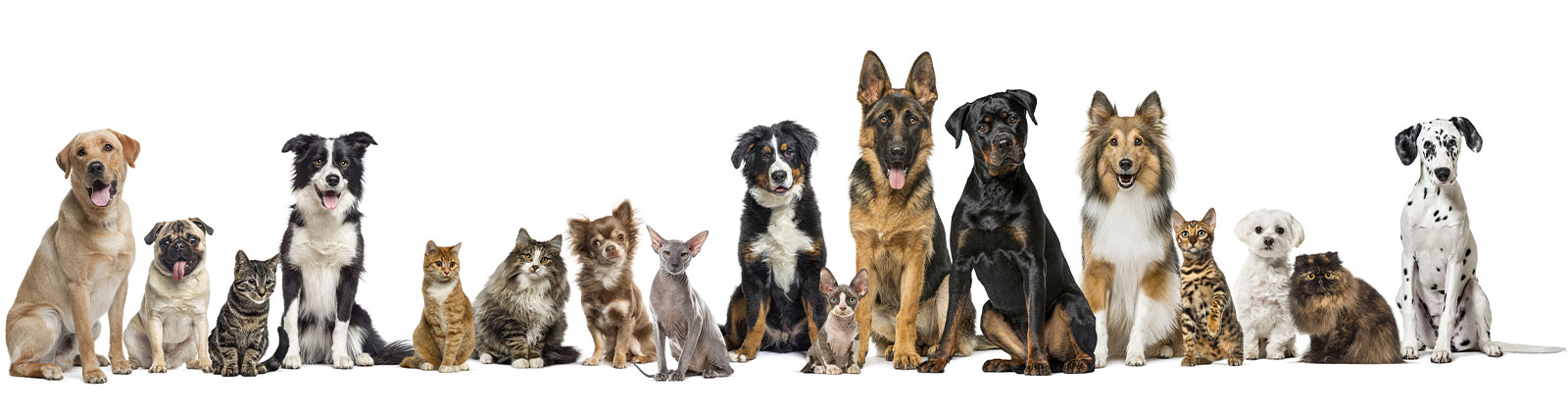 About Tobacco Valley Animal Shelter - Pet Adoption - Eureka Montana