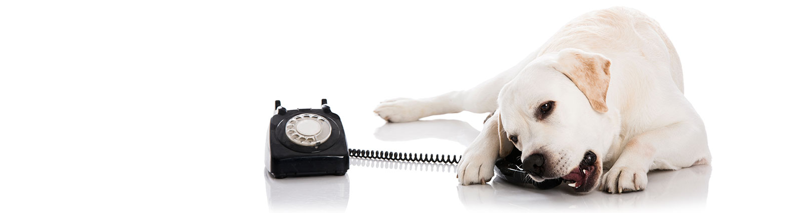 About Tobacco Valley Animal Shelter - Pet Adoption - Eureka Montana