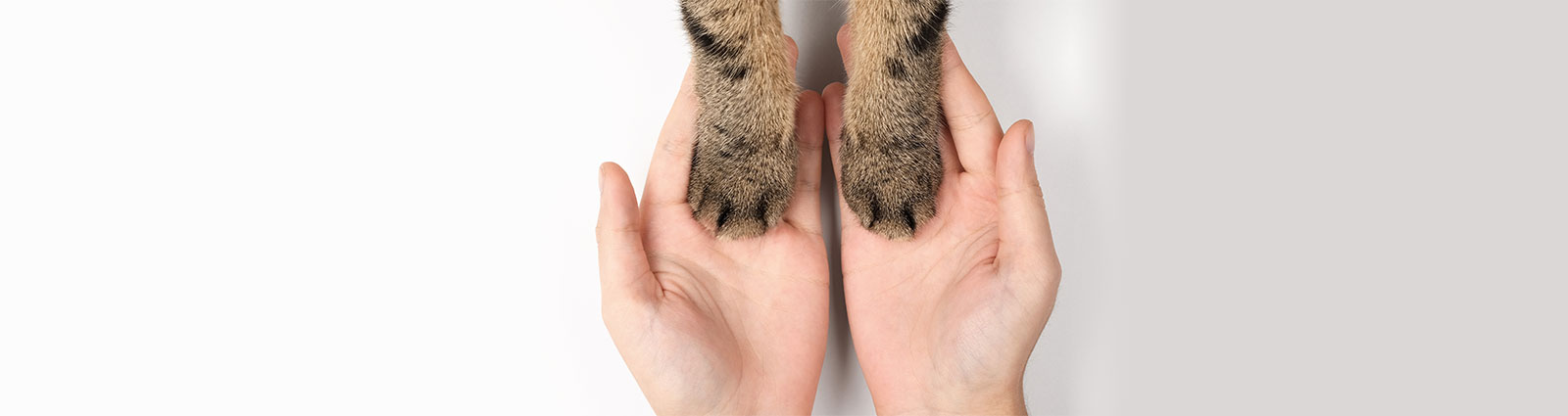 About Tobacco Valley Animal Shelter - Pet Adoption - Eureka Montana